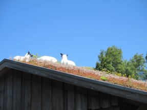 Sheep on a roof