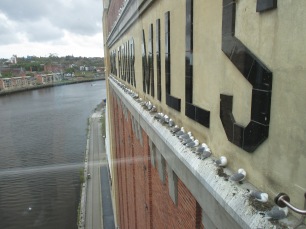 Kittiwakes, which seem especially found of Newcastle and the Baltic Mills